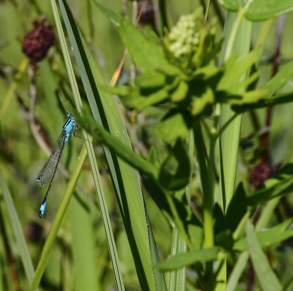 blue damselfly perched on green plant during daytime