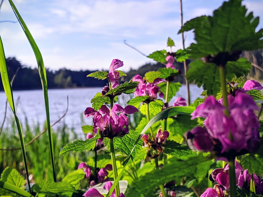 purple flower near body of water during daytime