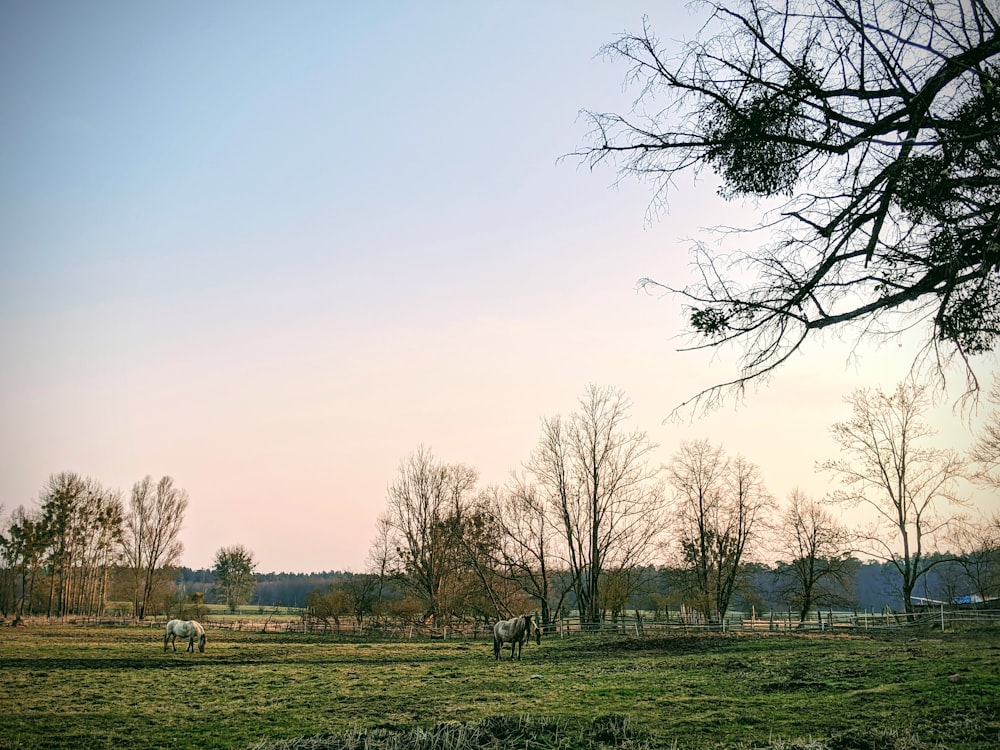 leafless trees on green grass field during daytime