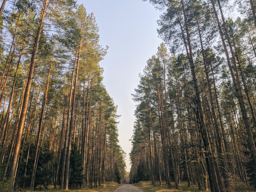 Grüne Bäume unter blauem Himmel tagsüber