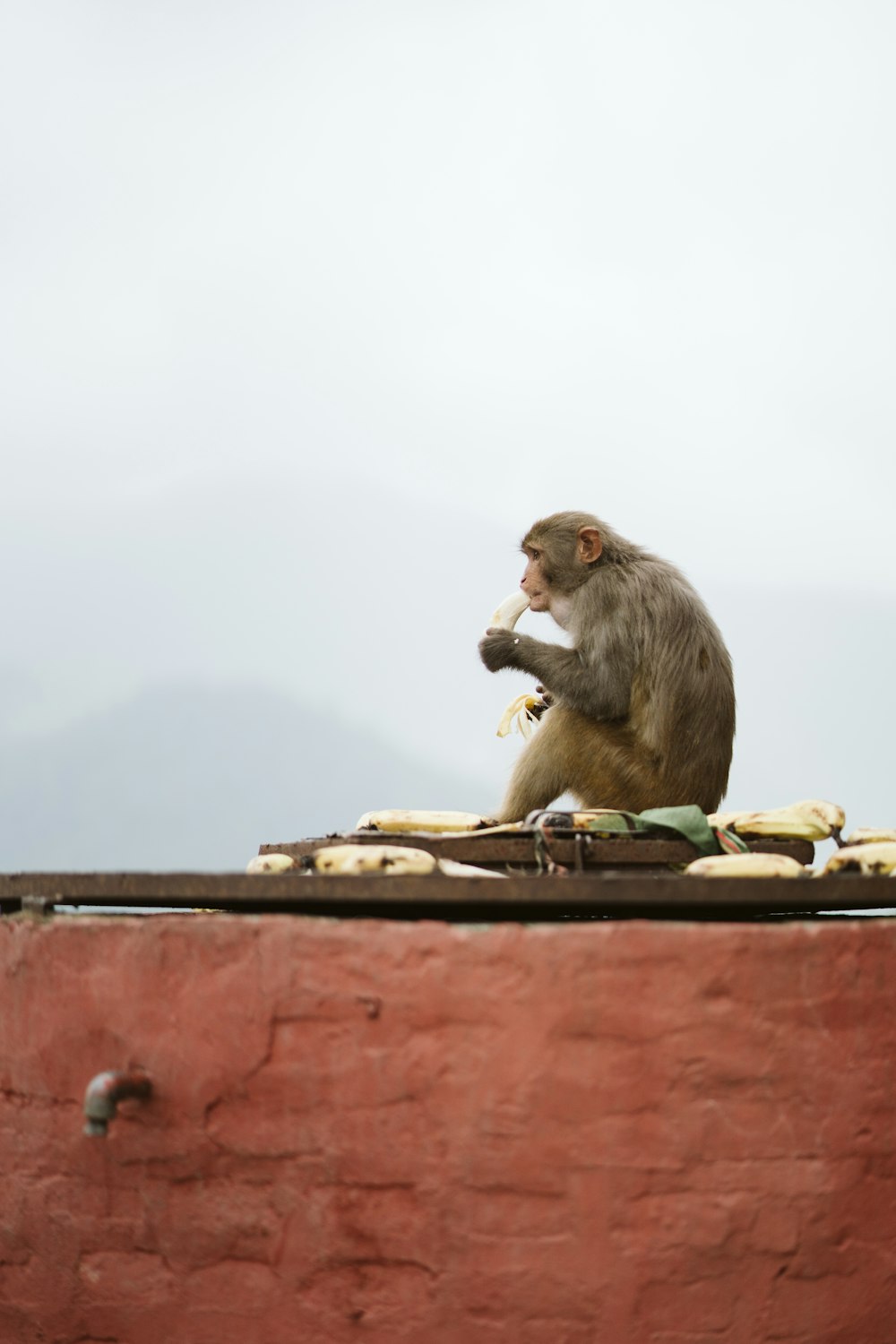 brown monkey sitting on brown wooden table
