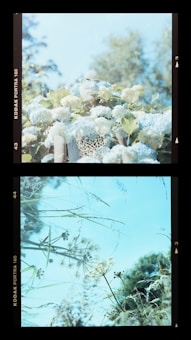 The image is divided into two sections. The top section features a cluster of white flowers with greenery, softly illuminated by natural light. The background includes a blurred view of trees against a clear sky. The bottom section showcases a delicate arrangement of wild grasses and dried flowers, surrounded by lush foliage under a pale blue sky.