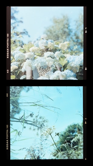 The image is divided into two sections. The top section features a cluster of white flowers with greenery, softly illuminated by natural light. The background includes a blurred view of trees against a clear sky. The bottom section showcases a delicate arrangement of wild grasses and dried flowers, surrounded by lush foliage under a pale blue sky.