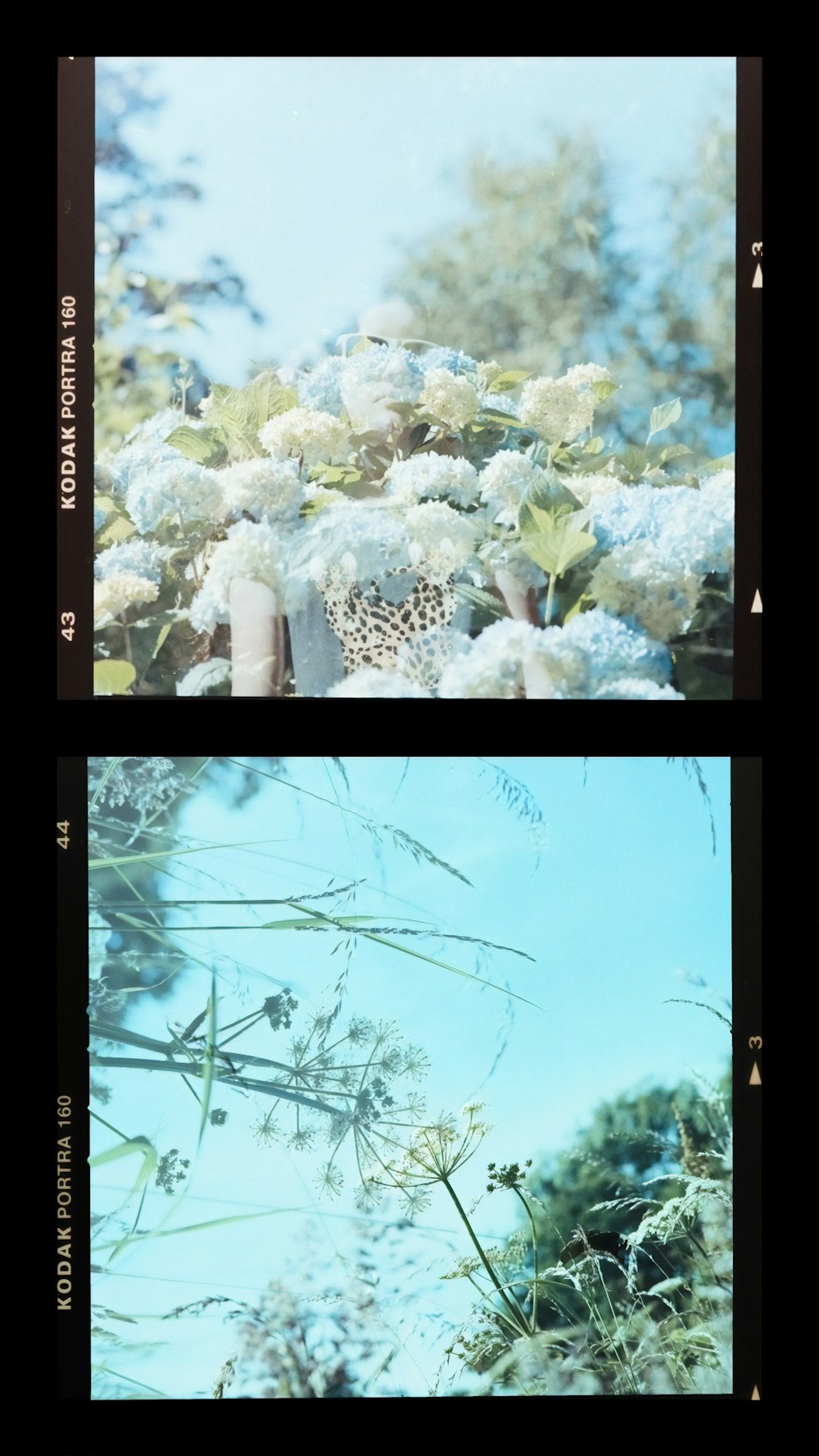 white flowers in green grass