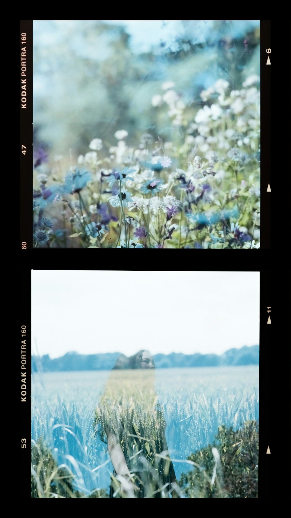 fiori blu vicino al campo di erba verde durante il giorno