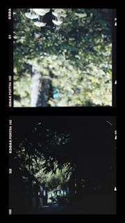 A serene, greenery-filled scene with a blurred, dreamy effect. The top section shows a sprinkle of water droplets shimmering in soft focus against a backdrop of lush green leaves. The bottom section features a pathway framed by dense overhanging foliage, creating a tunnel-like effect with dappled sunlight filtering through the leaves.