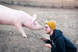 white pig with yellow knit cap