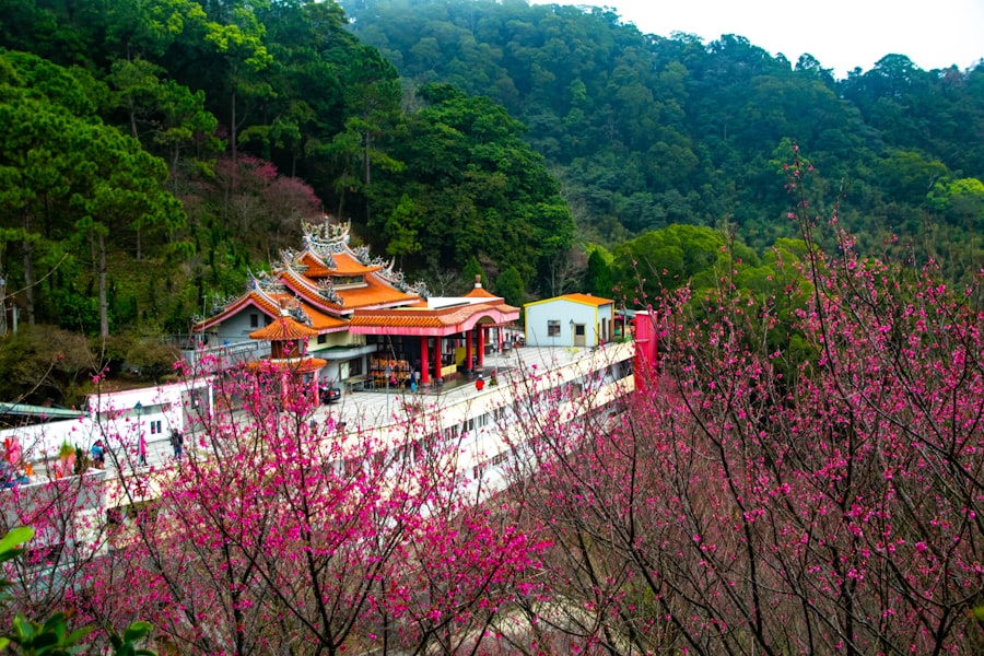 阿里山森林鐵路穿過櫻花林