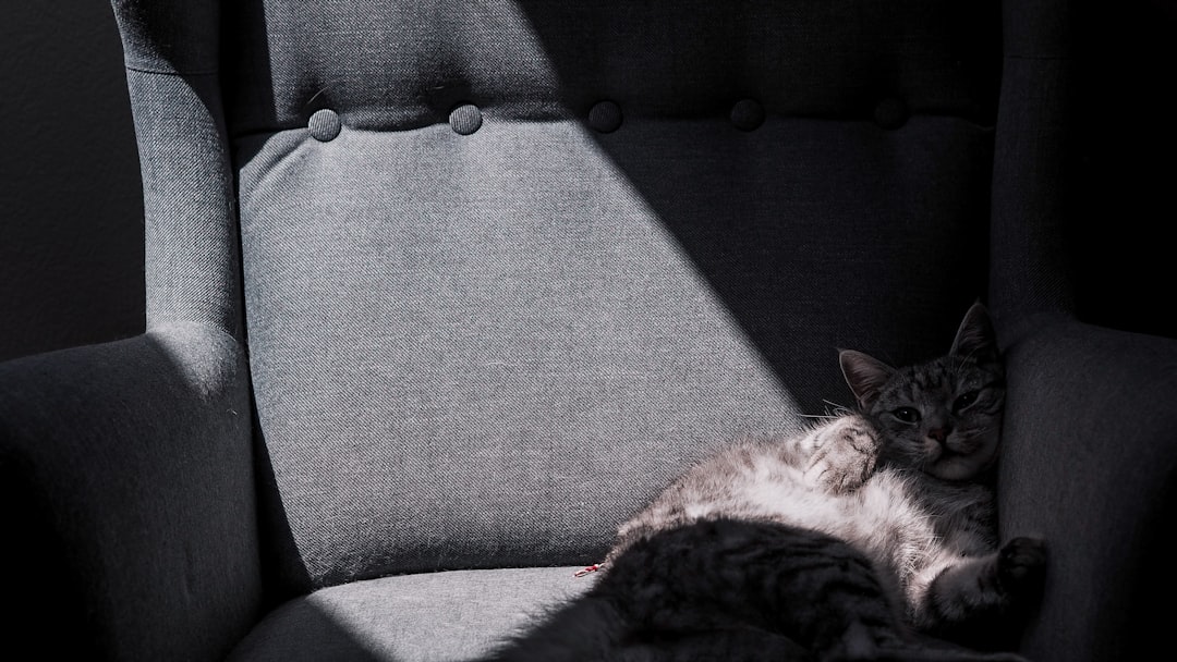 brown tabby cat lying on black sofa