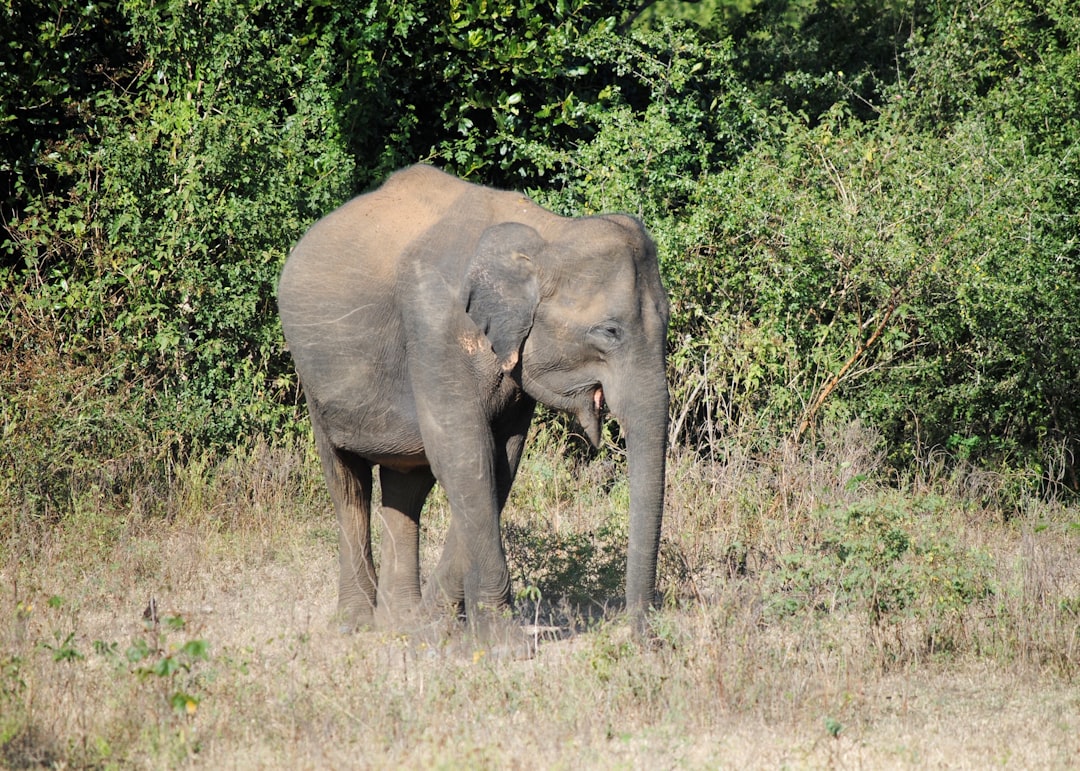 Wildlife photo spot Udawalawa Yala National Park