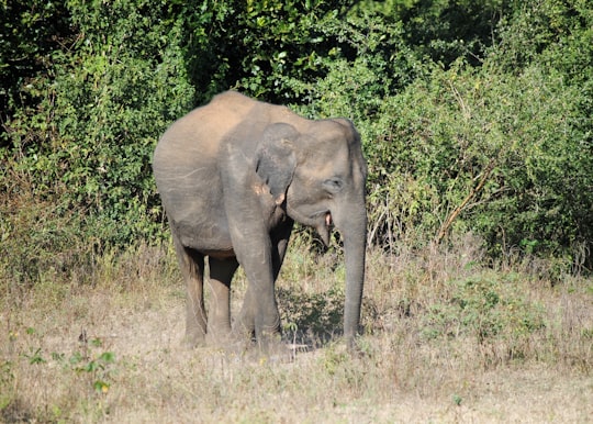 elephant walking on green grass field during daytime in Udawalawa Sri Lanka