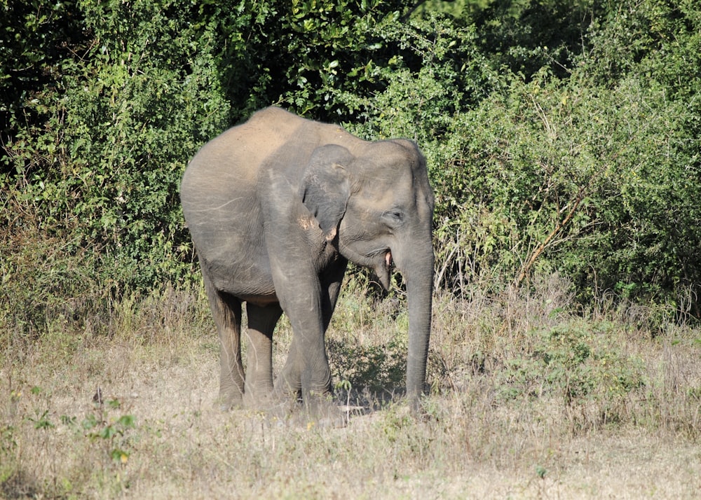 elephant walking on green grass field during daytime