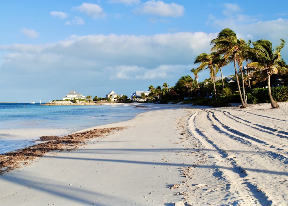 palma verde sulla spiaggia di sabbia bianca durante il giorno