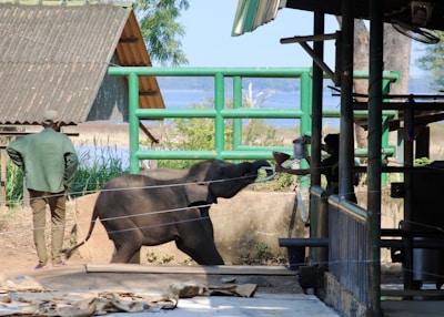 A visitor gently feeding an elephant at the Khao Lak Elephant Sanctuary during a sunny afternoon.