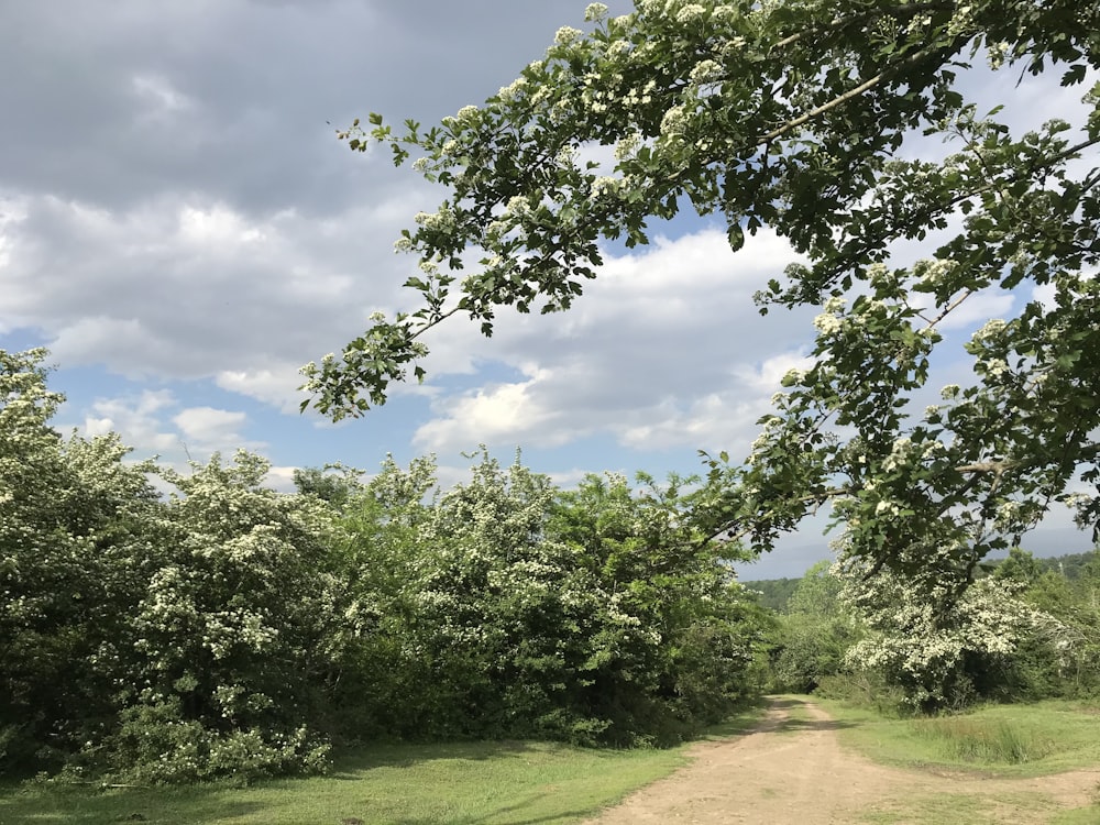 green trees on green grass field under blue sky during daytime