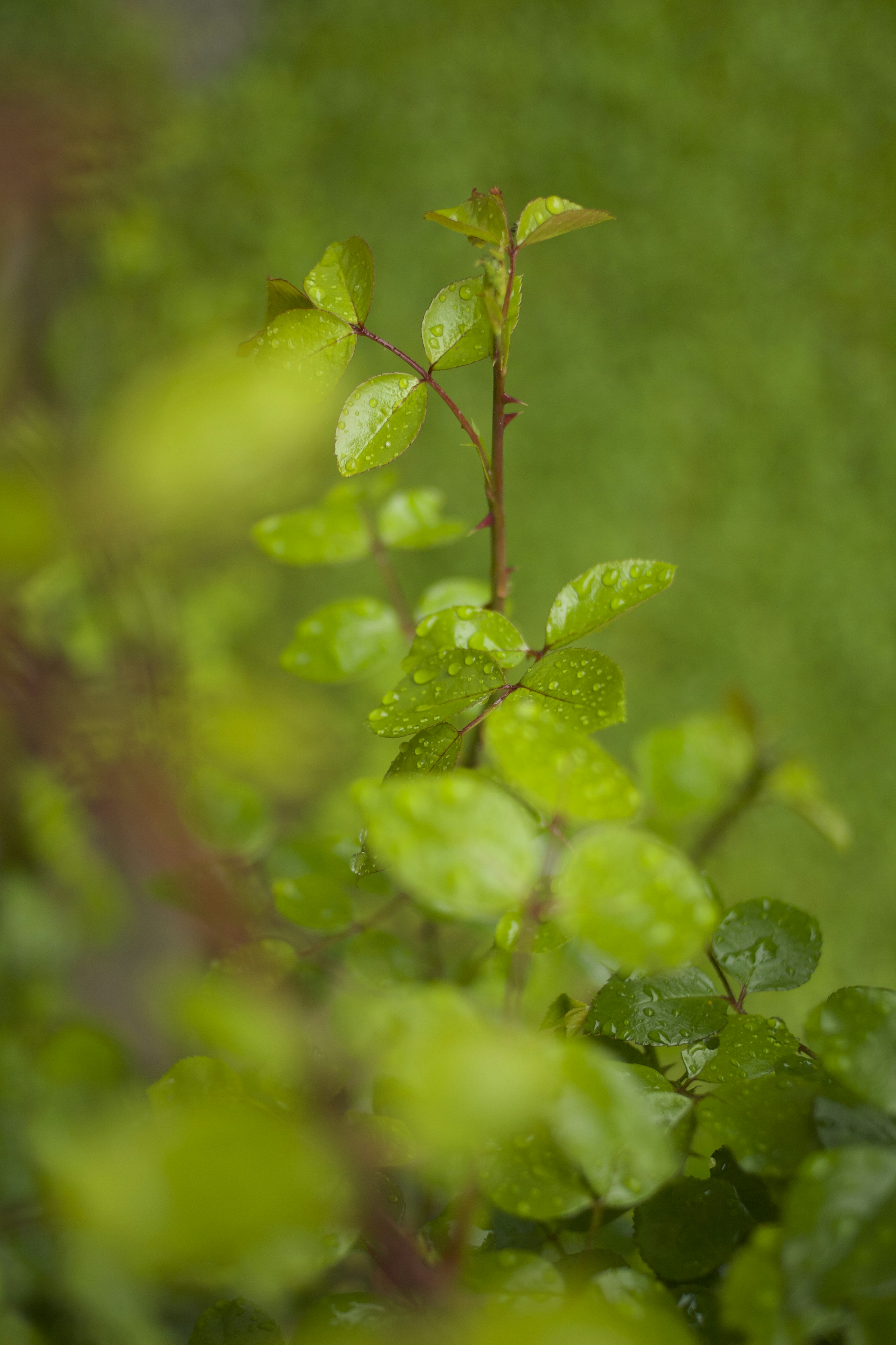 Hojas verdes en la lente de cambio de inclinación