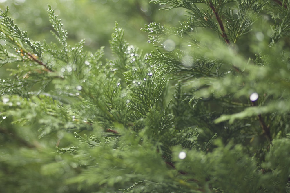 green plant in close up photography