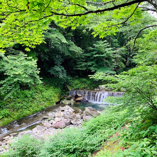 green trees beside river during daytime in Kanuma Japan