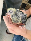 Trainer guiding a game fowl chick through docking attack drills.