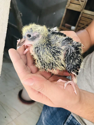 Trainer guiding a game fowl chick through docking attack drills.