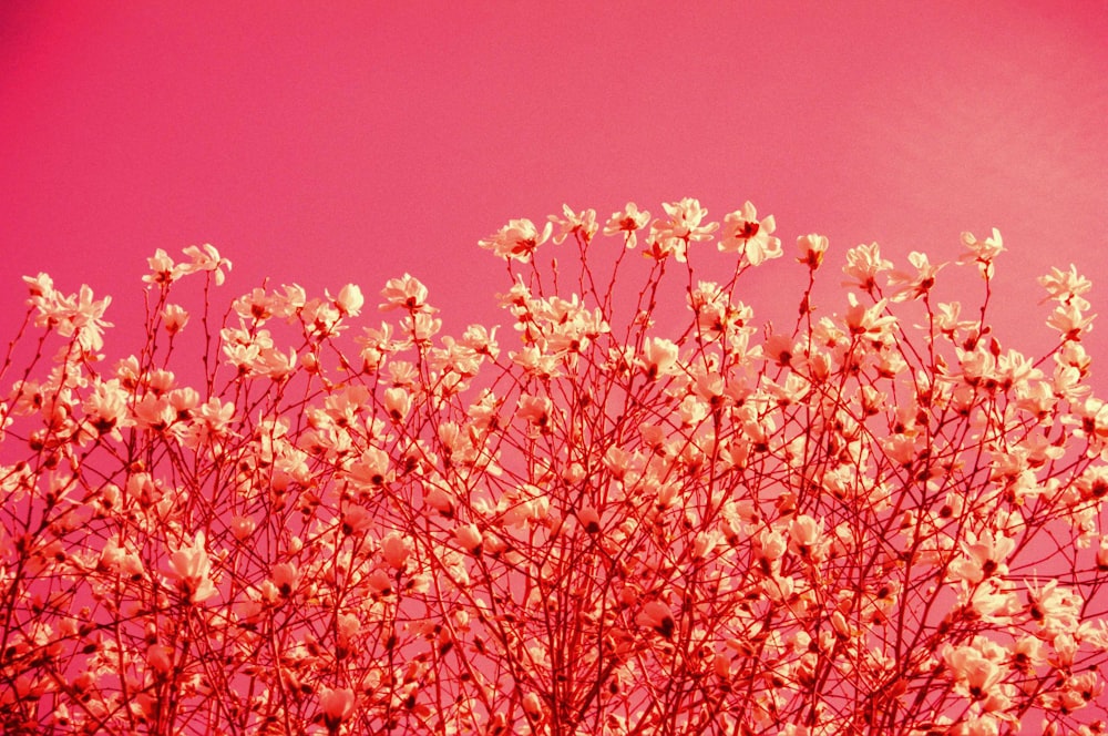 orange flowers under blue sky during daytime