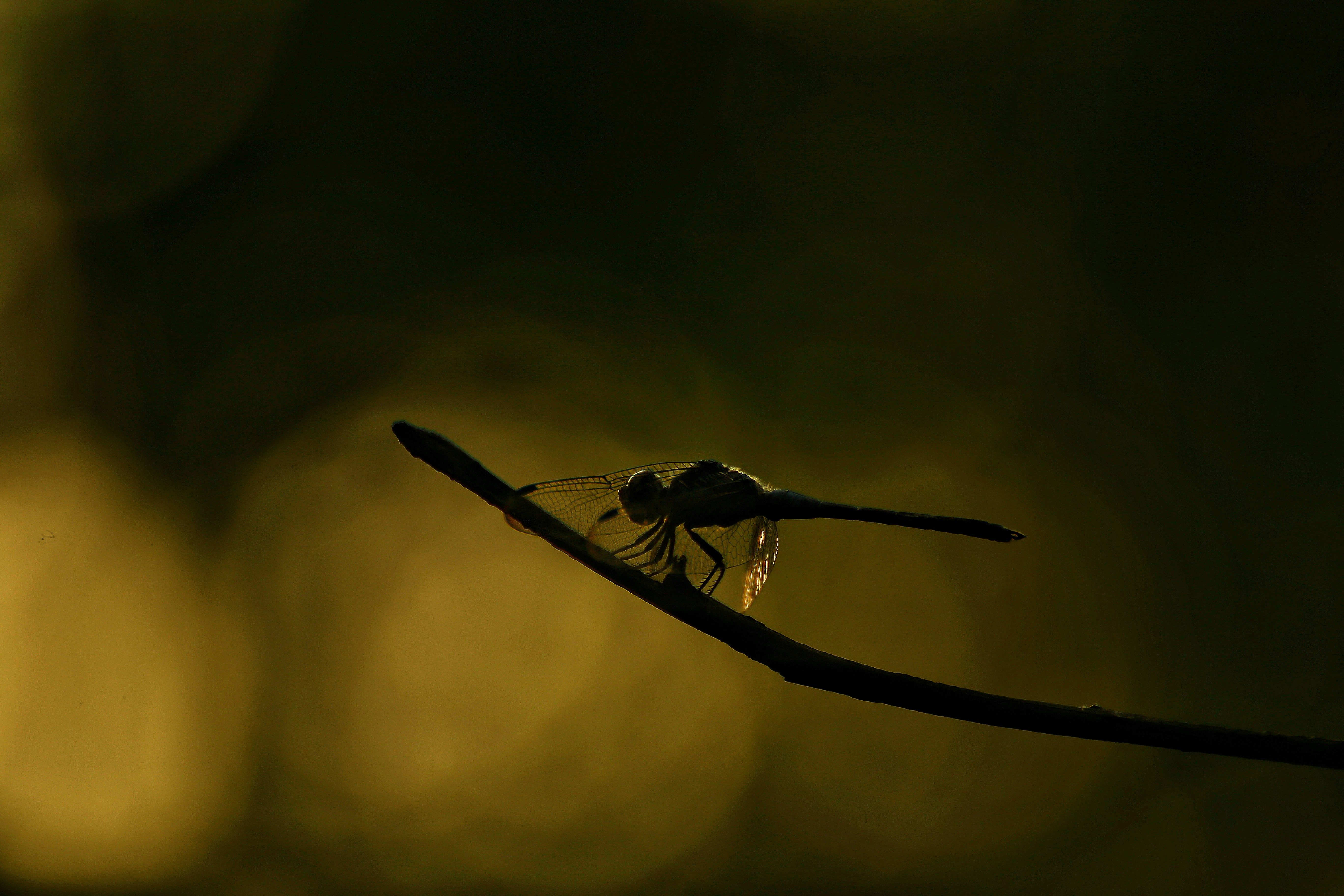 Close-up of a sandfly on a person's skin, representing the threat of leishmaniasis transmission.