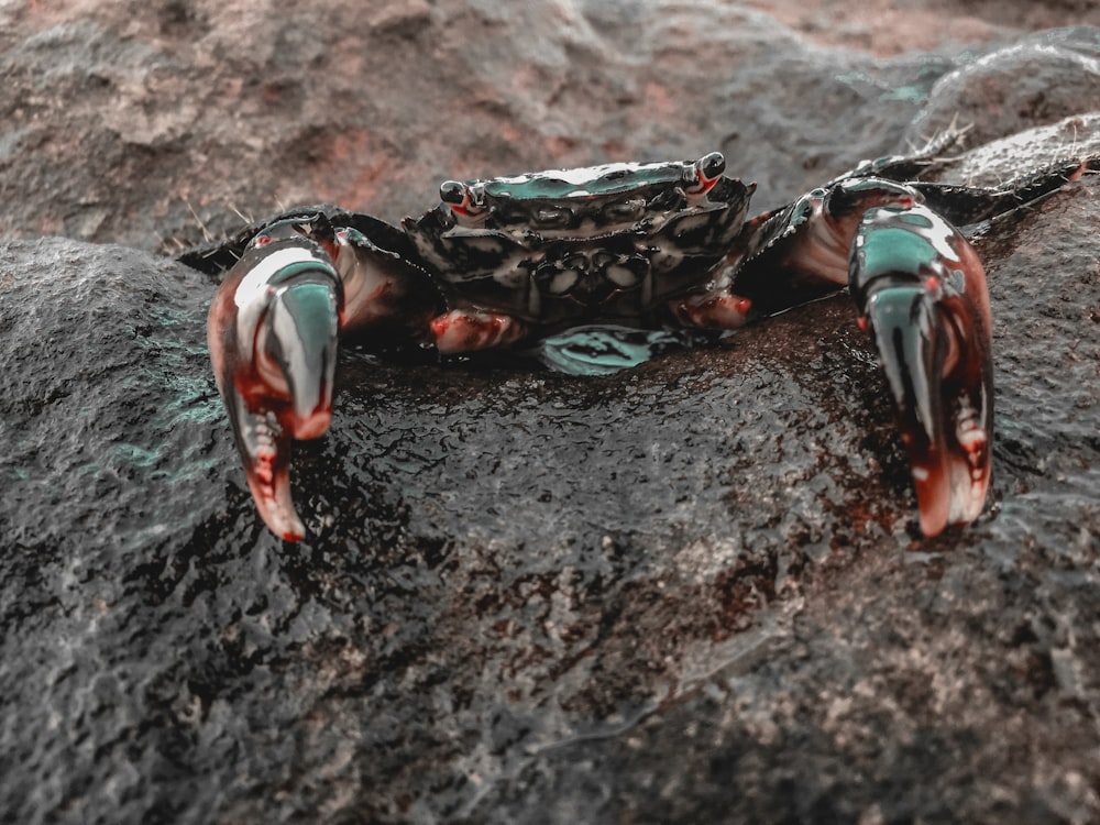 black and red crab on brown rock