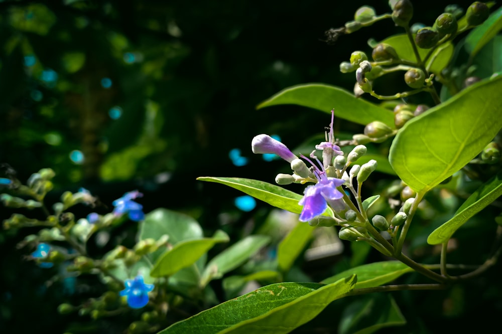 purple flower with green leaves