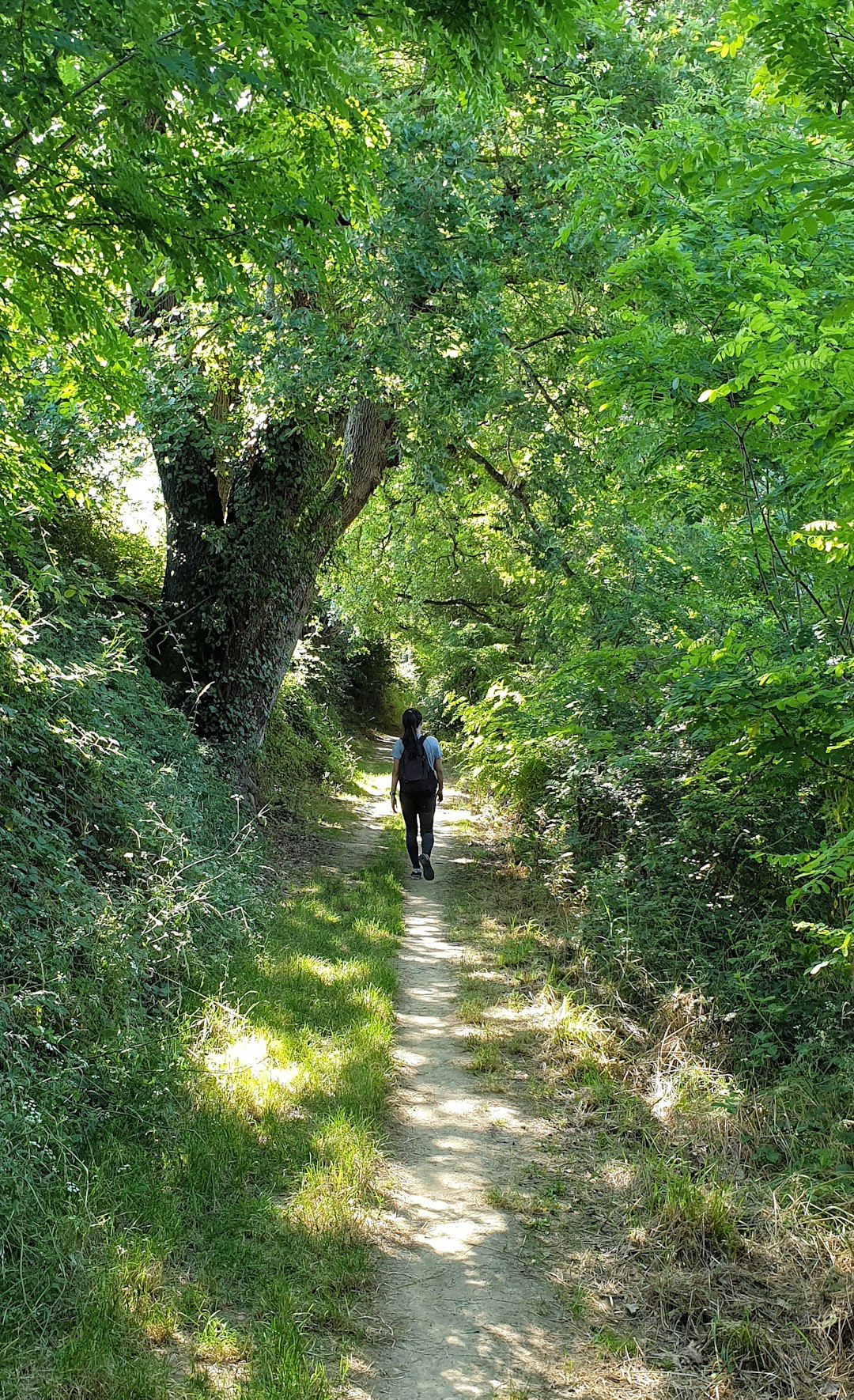 Forest photo spot Mervilla Albi