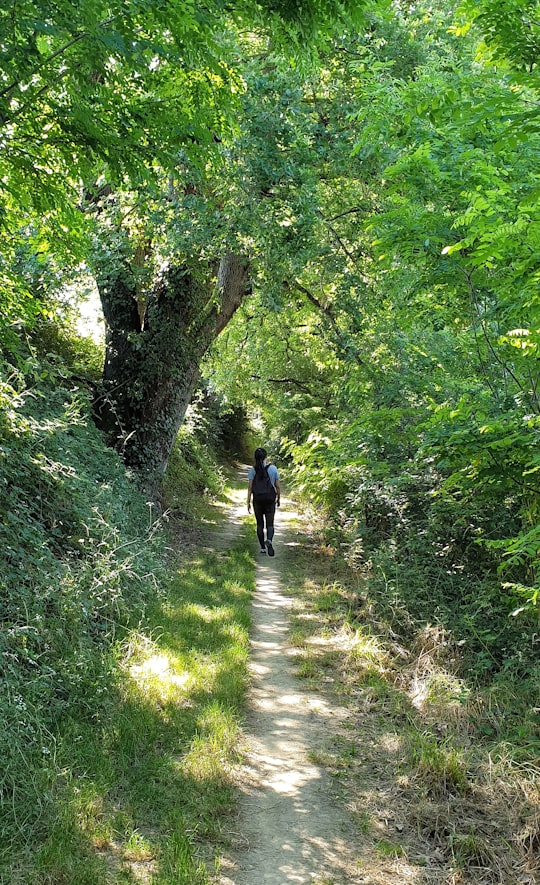 photo of Mervilla Forest near Canal de Brienne
