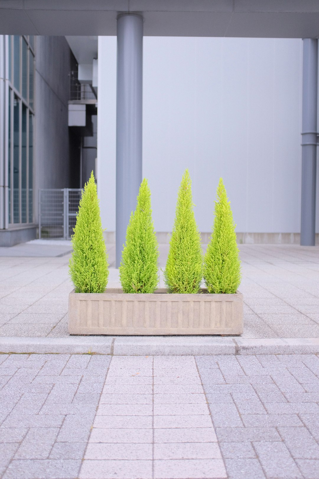 green pine tree on brown concrete bench
