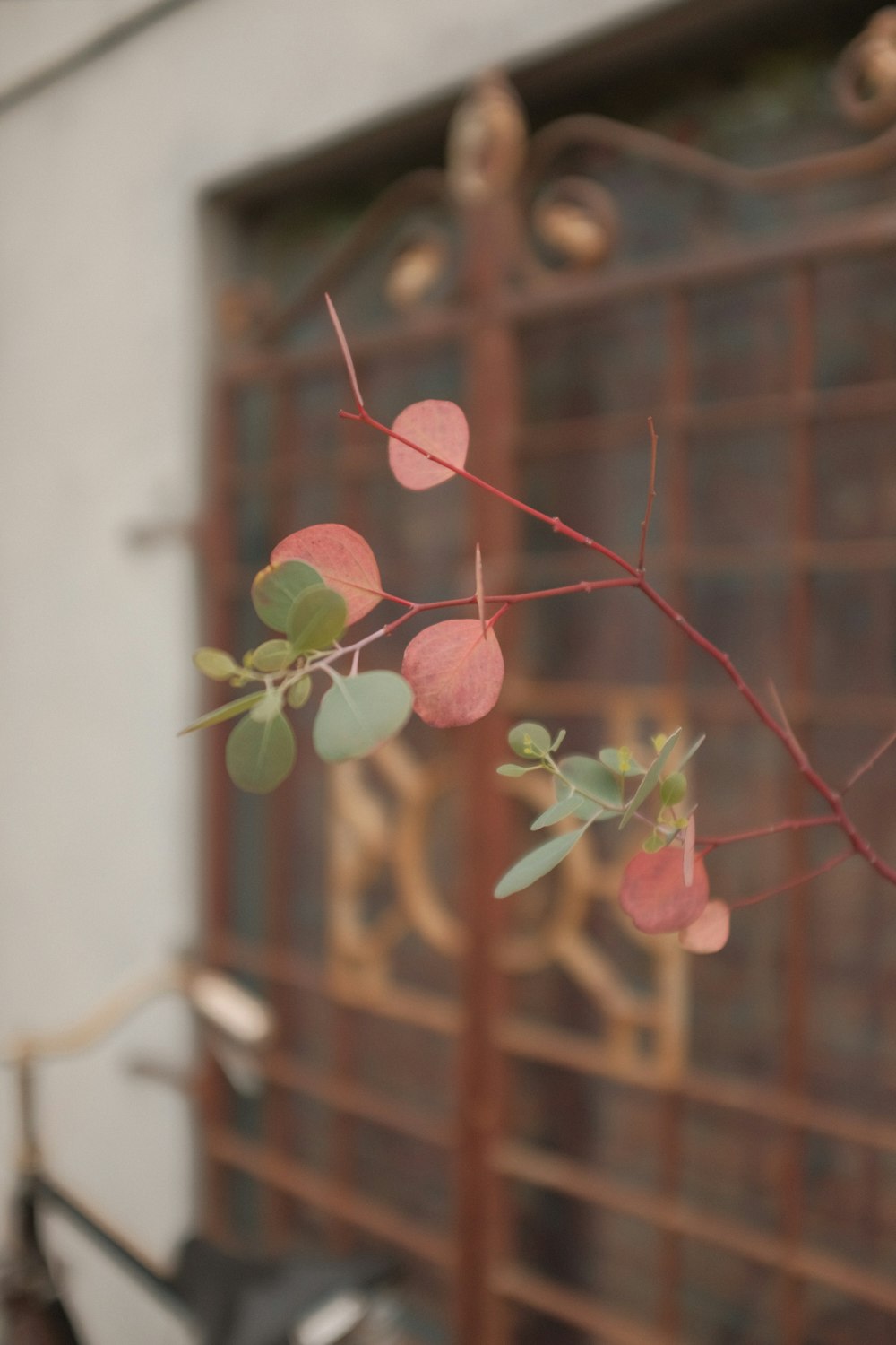 hojas verdes y rosadas en pared blanca