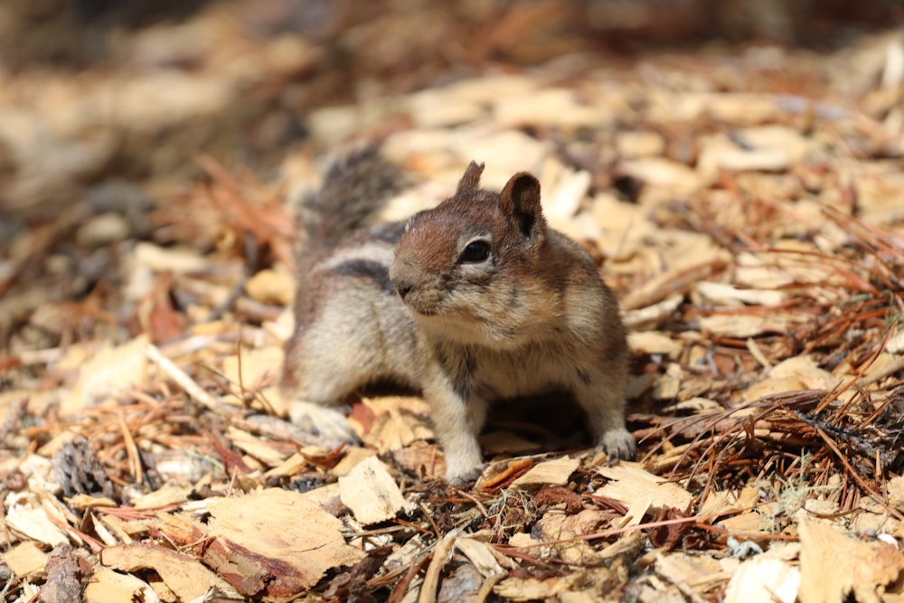 brown squirrel on brown leaves