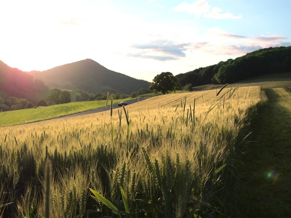 green grass field near mountain under white clouds during daytime