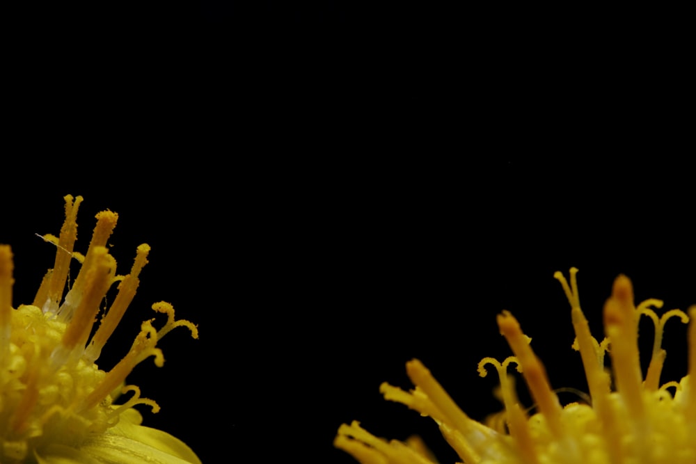 yellow flower in black background