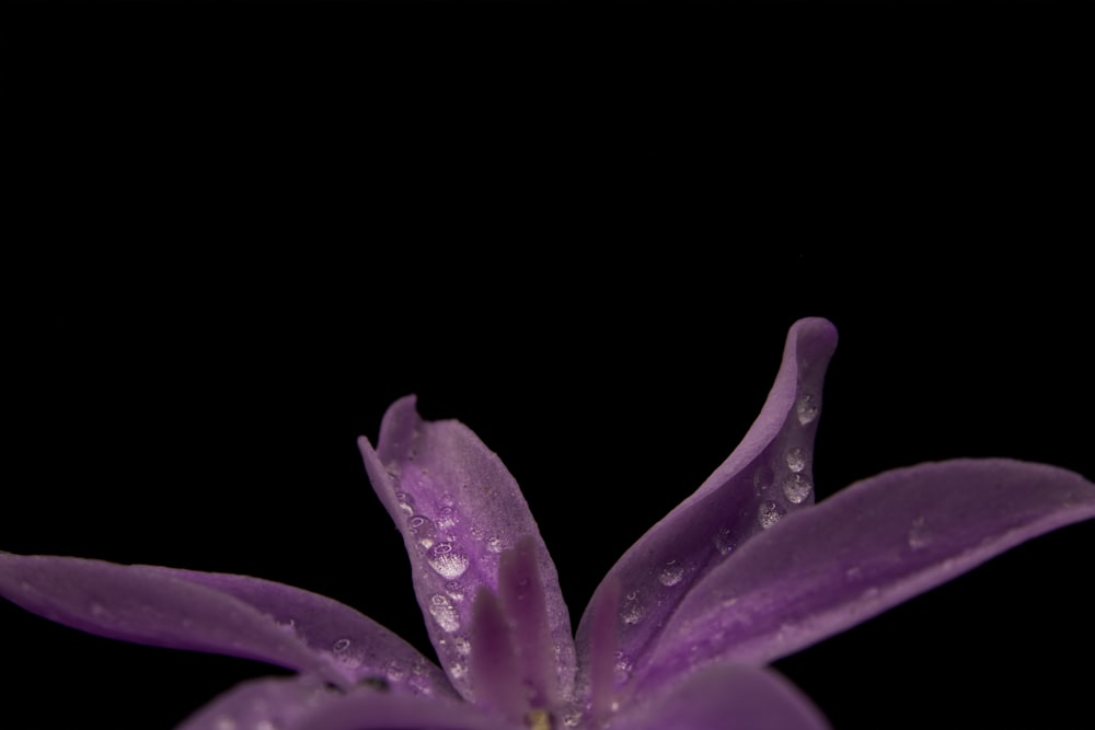 purple flower with water droplets