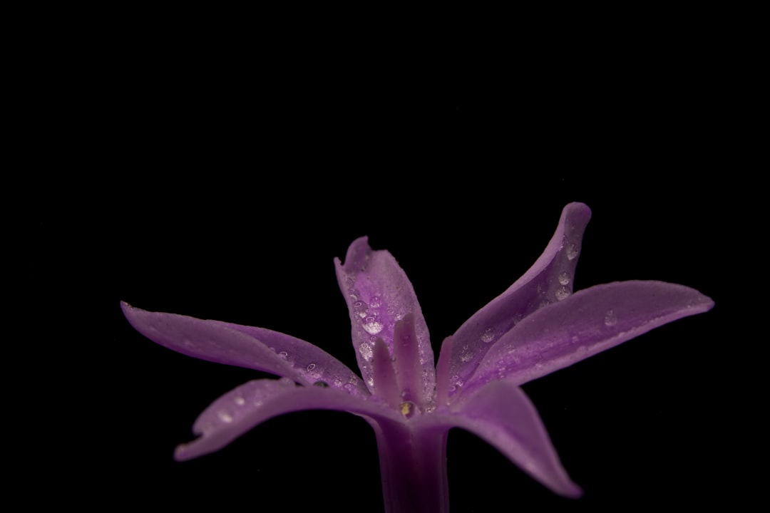 purple flower with water droplets