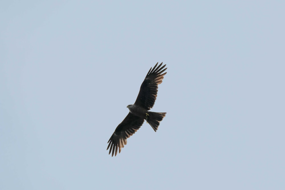 black bird flying in the sky