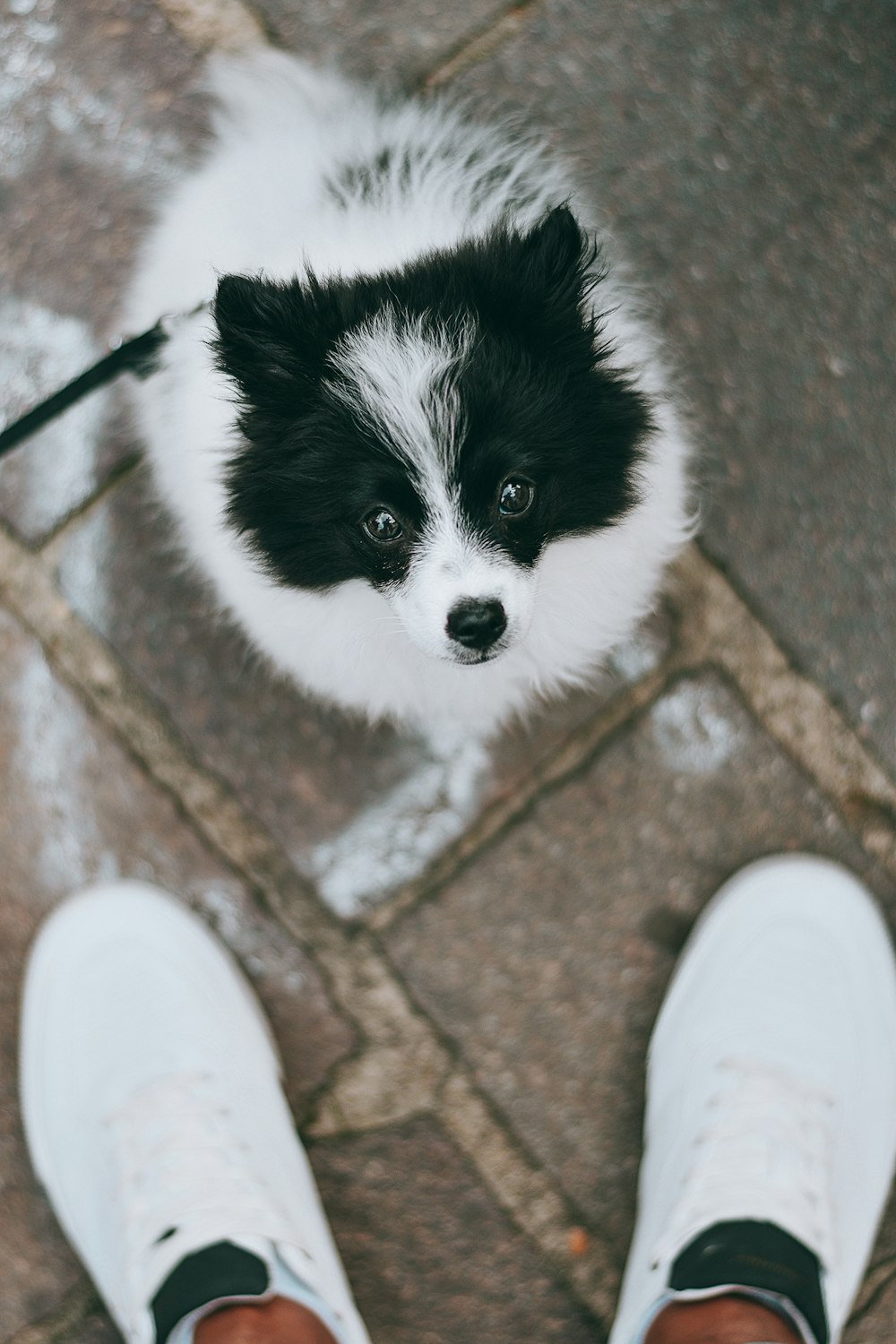 white and black long coated small dog