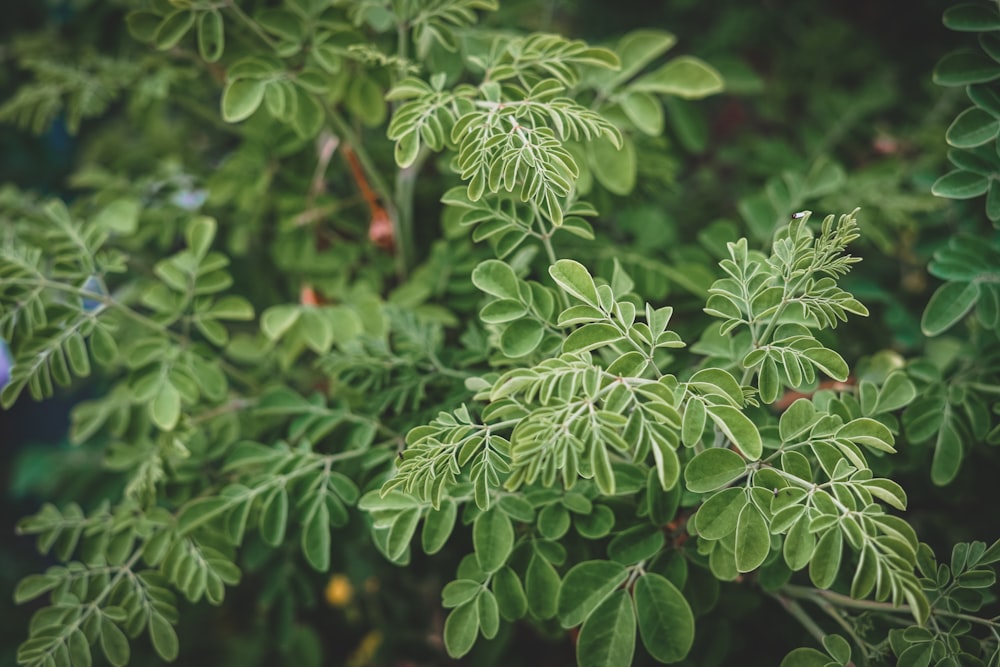 green leaves in tilt shift lens