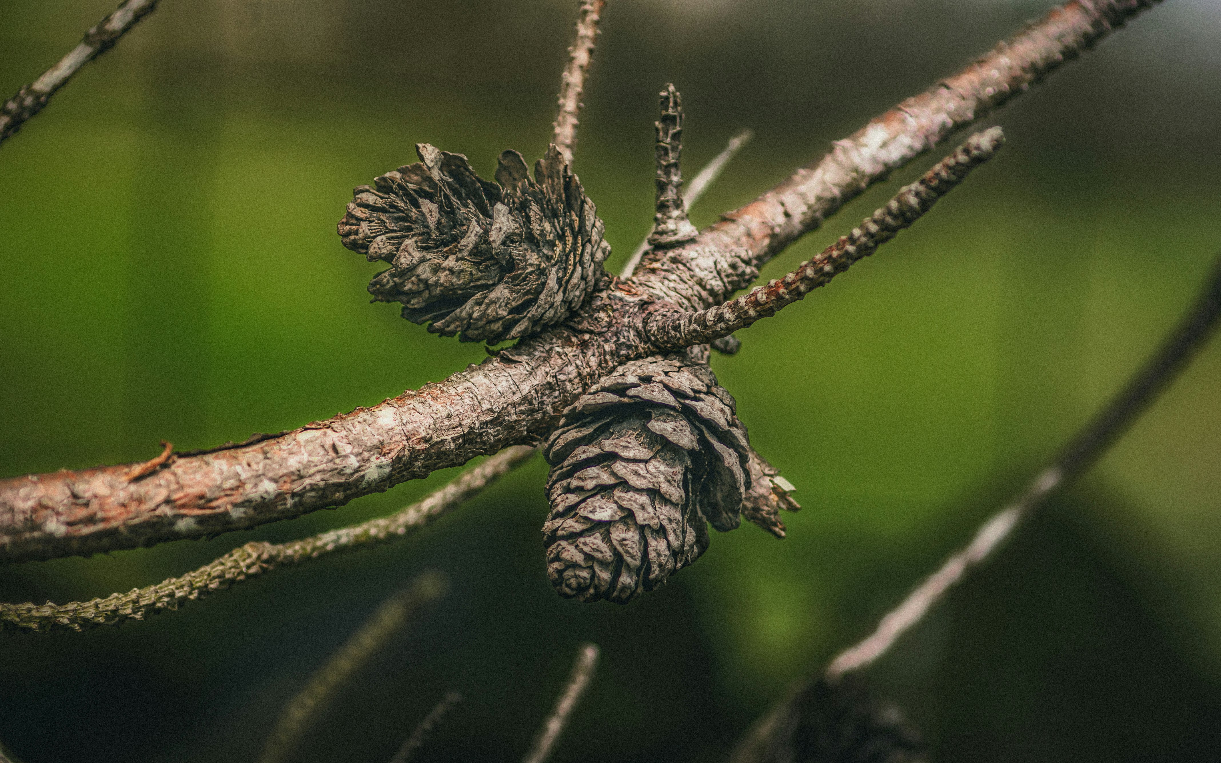 brown pine cone on brown tree branch