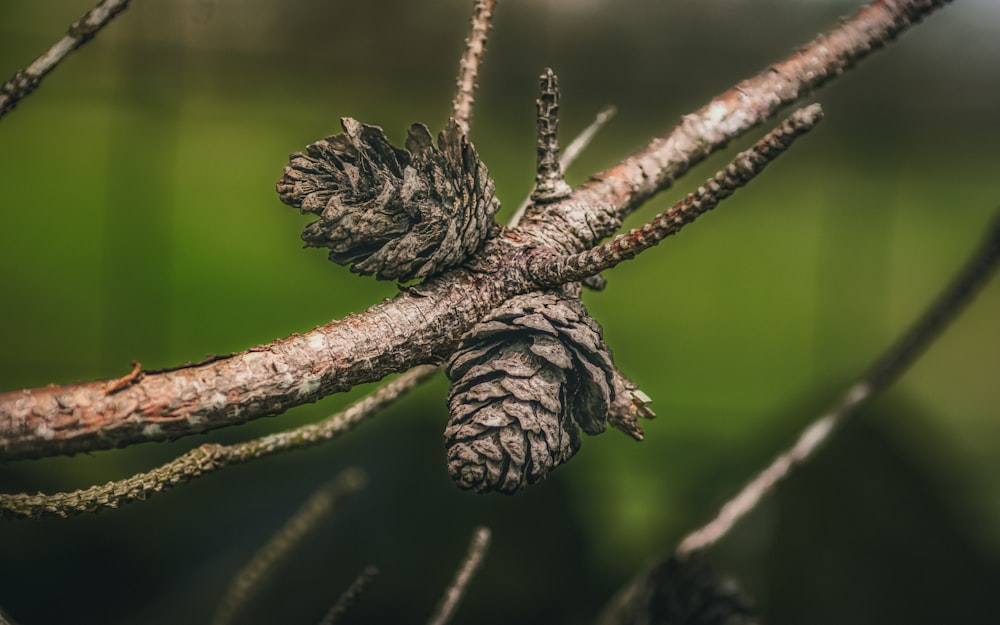 brown pine cone on brown tree branch