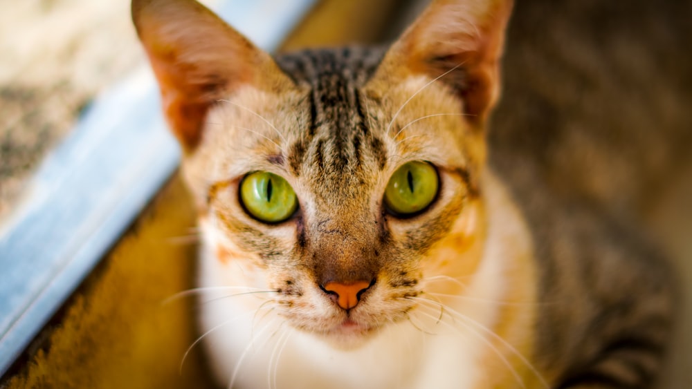 brown tabby cat in close up photography