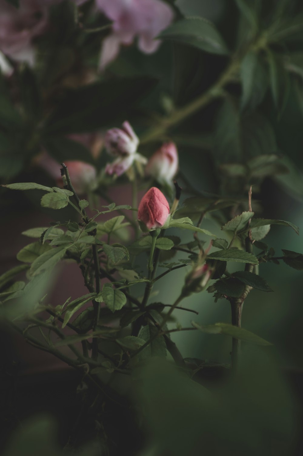 pink and white flower in tilt shift lens