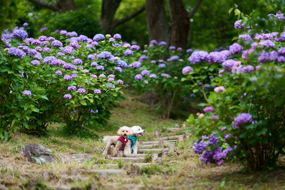 white dog with pink and white flowers on green grass field during daytime