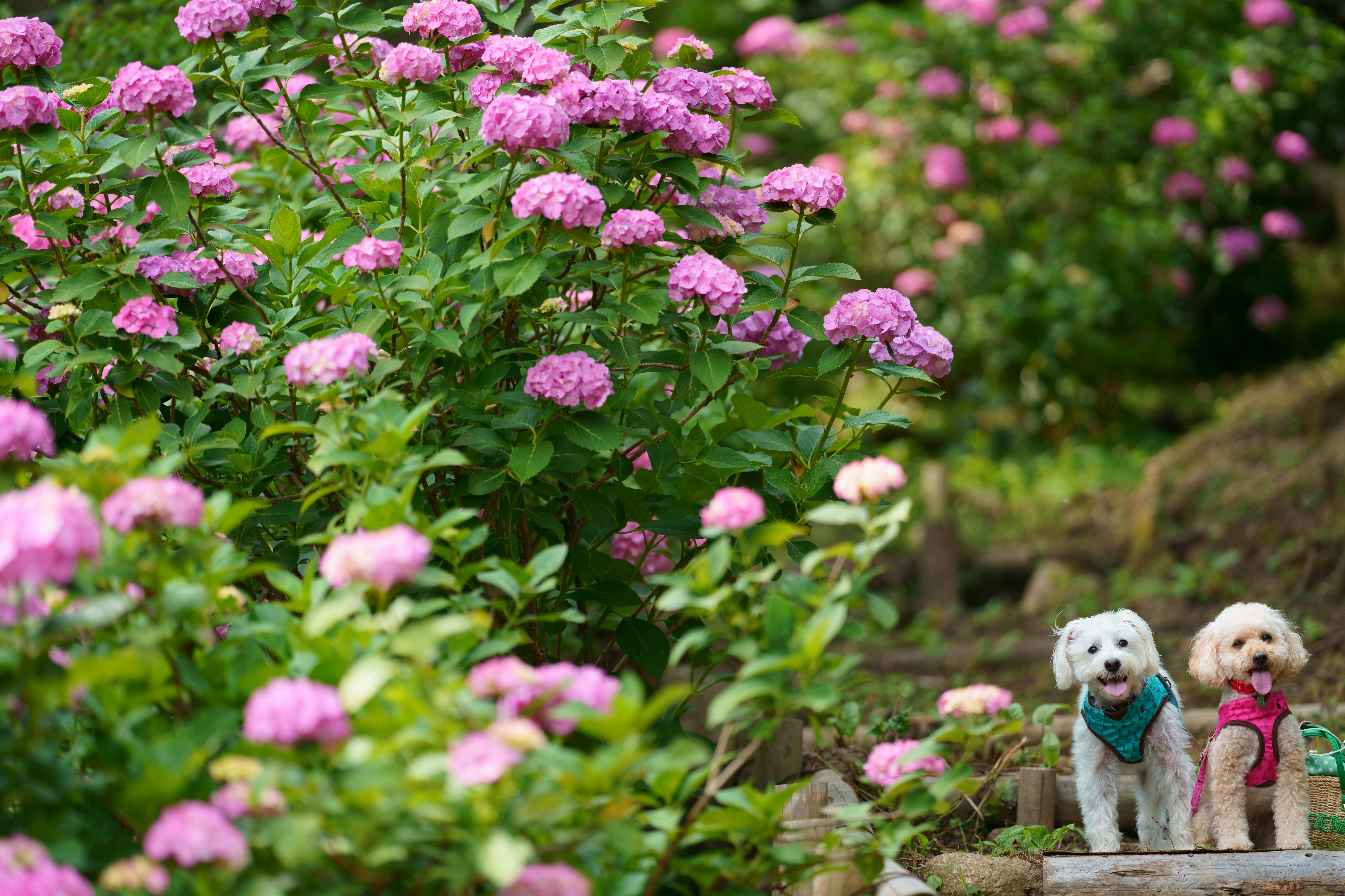 pink flowers with green leaves