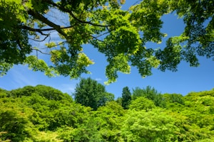 green trees under blue sky during daytime