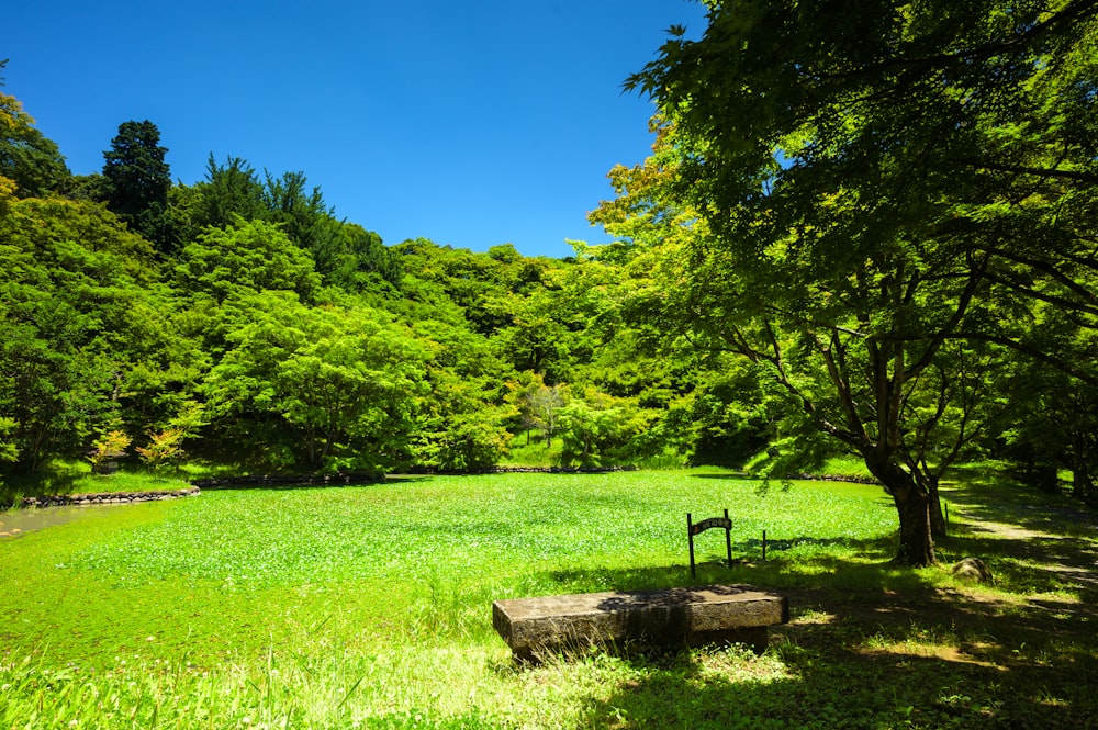 brown wooden bench on green grass field near green trees under blue sky during daytime