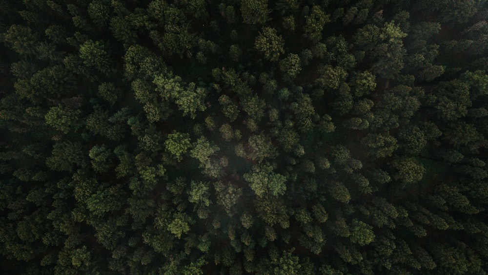 Veduta aerea di alberi verdi durante il giorno