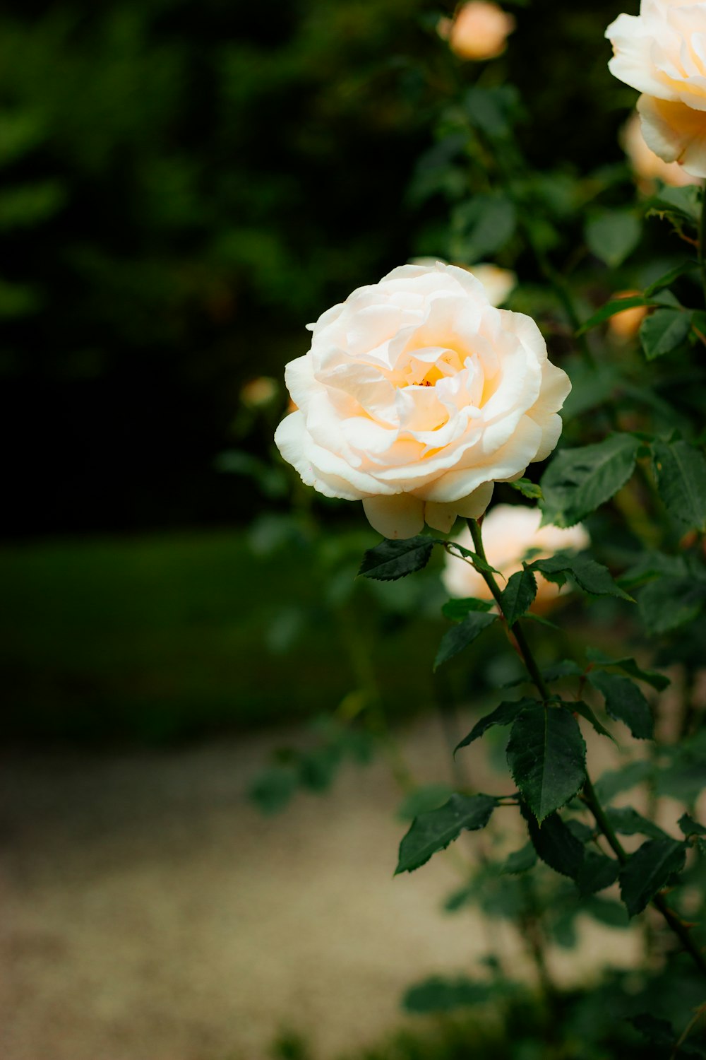 昼間に咲く白いバラ